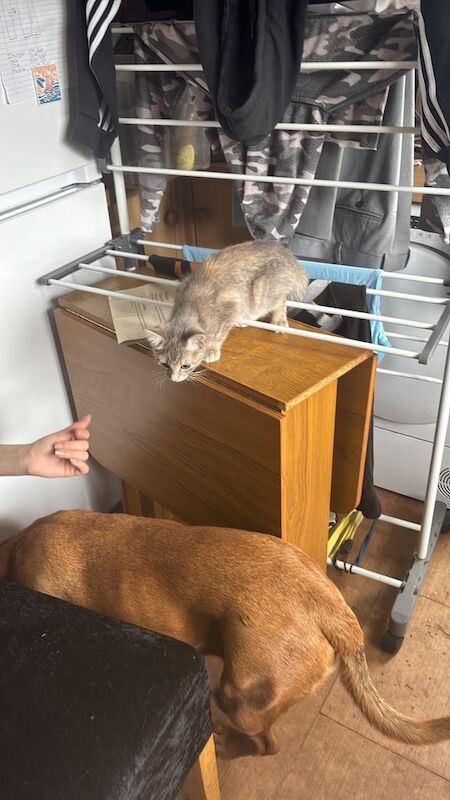 Maine Coon kittens for sale in Elgin, Moray – 7 months old - Image 4 of 5