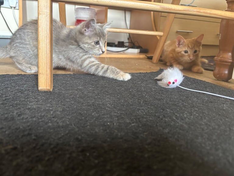 Maine Coon kittens for sale in Elgin, Moray – 7 months old - Image 5 of 5