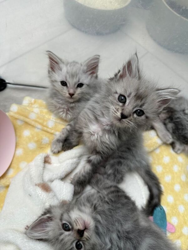 Unbelievable ragdoll x Maine coon babies ready to leave