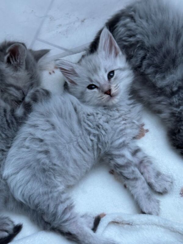 Unbelievable ragdoll x Maine coon babies ready to leave - Image 2 of 6