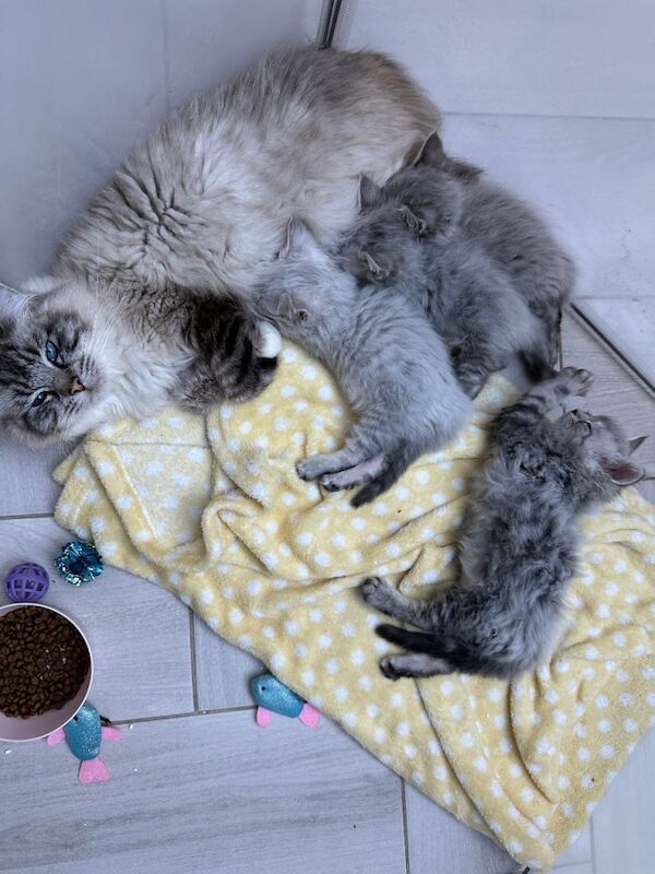 Unbelievable ragdoll x Maine coon babies ready to leave - Image 3 of 6