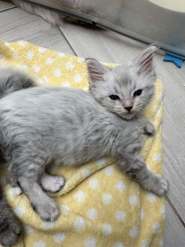 Unbelievable ragdoll x Maine coon babies ready to leave - Image 4 of 6