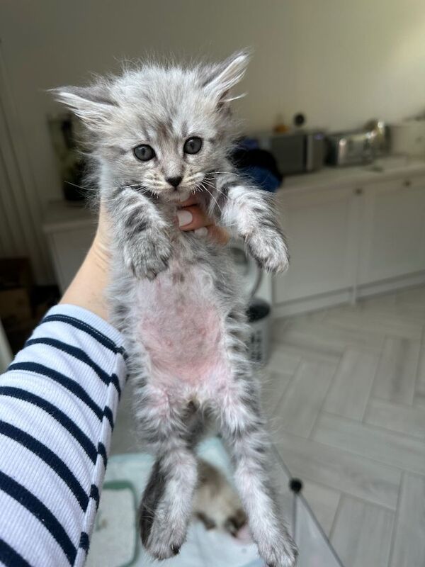 Unbelievable ragdoll x Maine coon babies ready to leave - Image 5 of 6