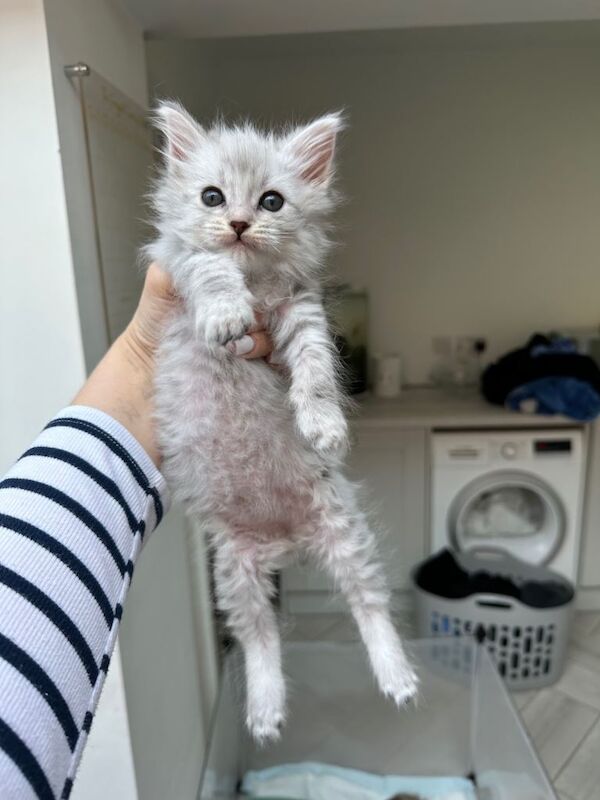 Unbelievable ragdoll x Maine coon babies ready to leave - Image 6 of 6