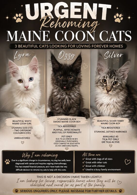 URGENT REHOMING: Maine Coon Cats Tica registered