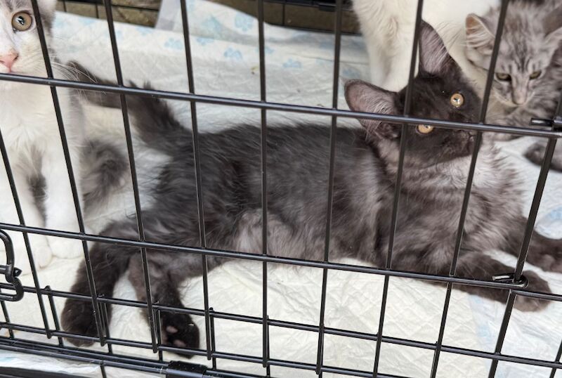 URGENT REHOMING: Maine Coon Cats Tica registered - Image 2 of 4