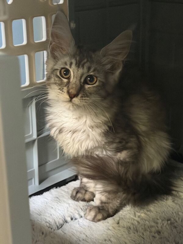 URGENT REHOMING: Maine Coon Cats Tica registered - Image 3 of 4