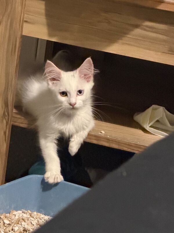 URGENT REHOMING: Maine Coon Cats Tica registered - Image 4 of 4
