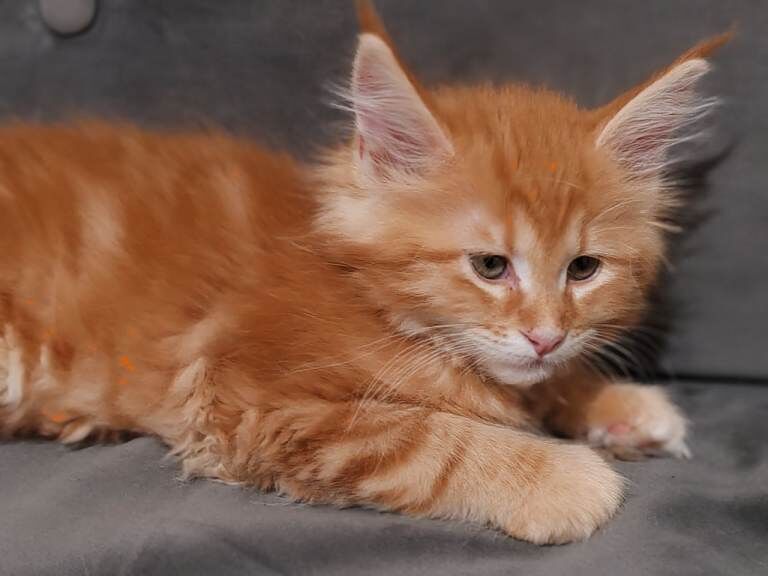 Maine Coon kittens for sale in Felixstowe, Suffolk – 11 weeks old - Image 2 of 3