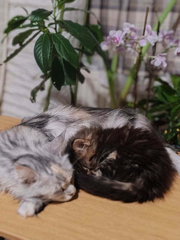 Maine Coon kittens for sale in Felixstowe, Suffolk – 11 weeks old - Image 3 of 3