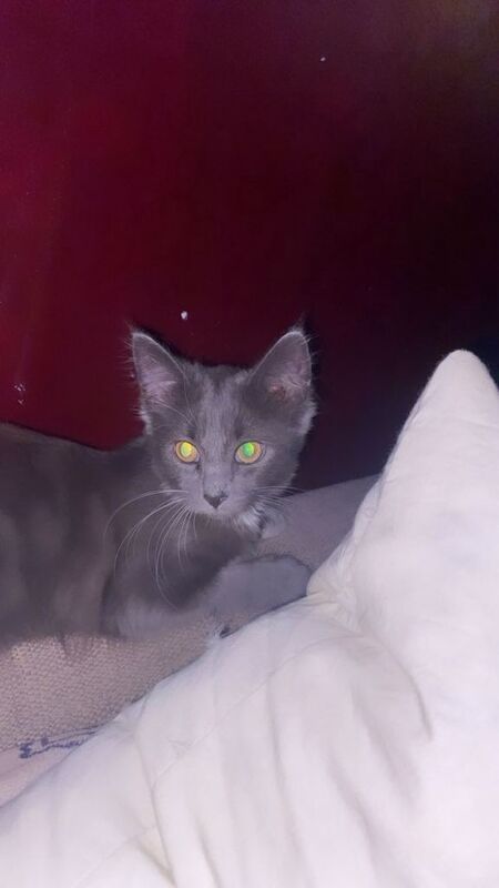 VERY. Rare kitten breed beautiful little girl