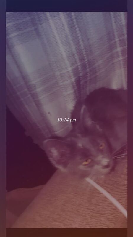 VERY. Rare kitten breed beautiful little girl - Image 2 of 3