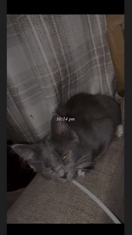 VERY. Rare kitten breed beautiful little girl - Image 3 of 3