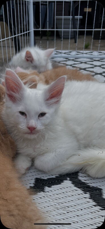 White Maine Coon