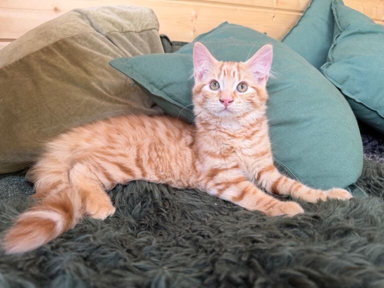 Wonderful Ginger Maine Coon x Kitten