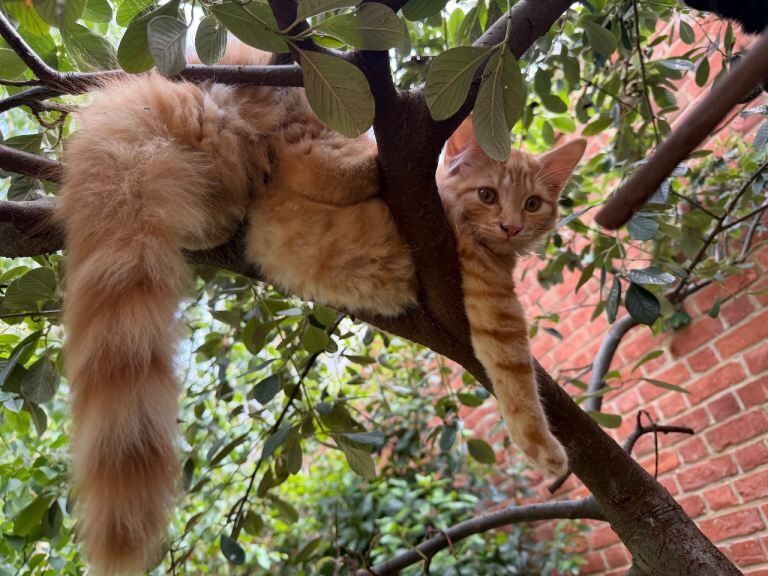 Wonderful Ginger Maine Coon x Kitten - Image 2 of 6