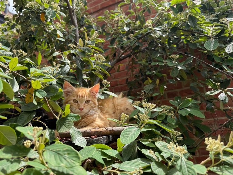 Wonderful Ginger Maine Coon x Kitten - Image 3 of 6