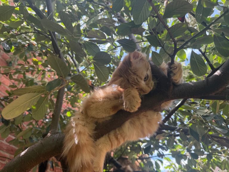 Wonderful Ginger Maine Coon x Kitten - Image 4 of 6