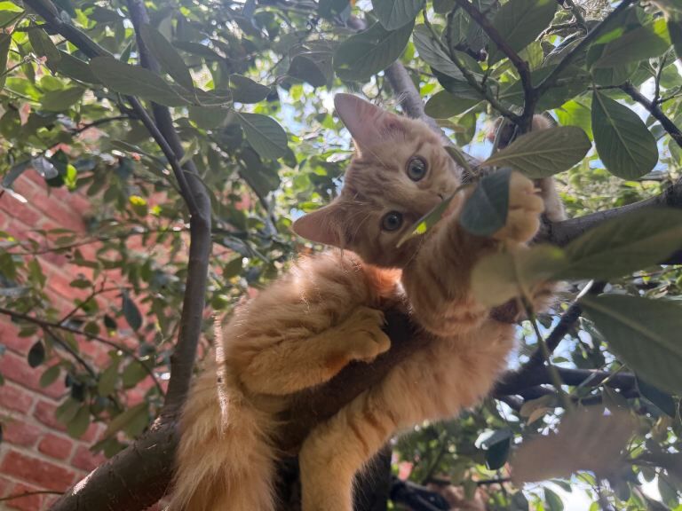 Wonderful Ginger Maine Coon x Kitten - Image 5 of 6