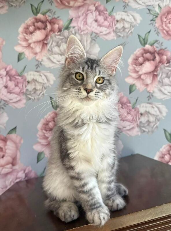 Maine Coon Kittens For Sale