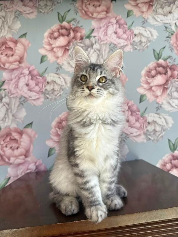 XXL Champion TICA Registered Maine Coon Kittens - Image 2 of 6