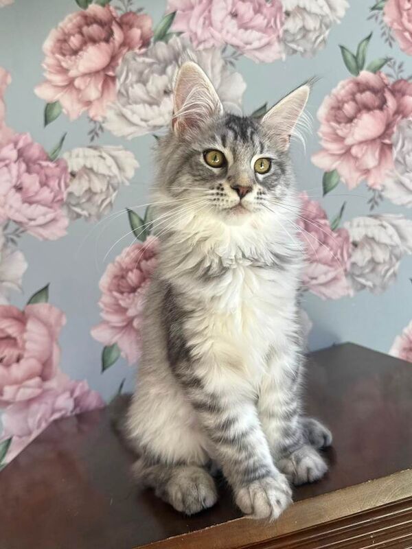XXL Champion TICA Registered Maine Coon Kittens - Image 3 of 6
