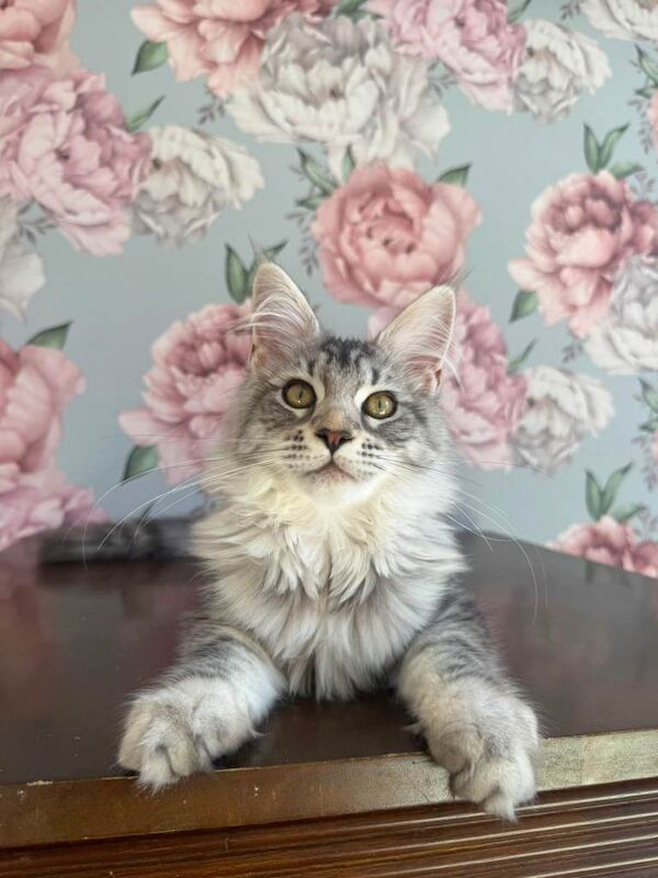 XXL Champion TICA Registered Maine Coon Kittens - Image 4 of 6