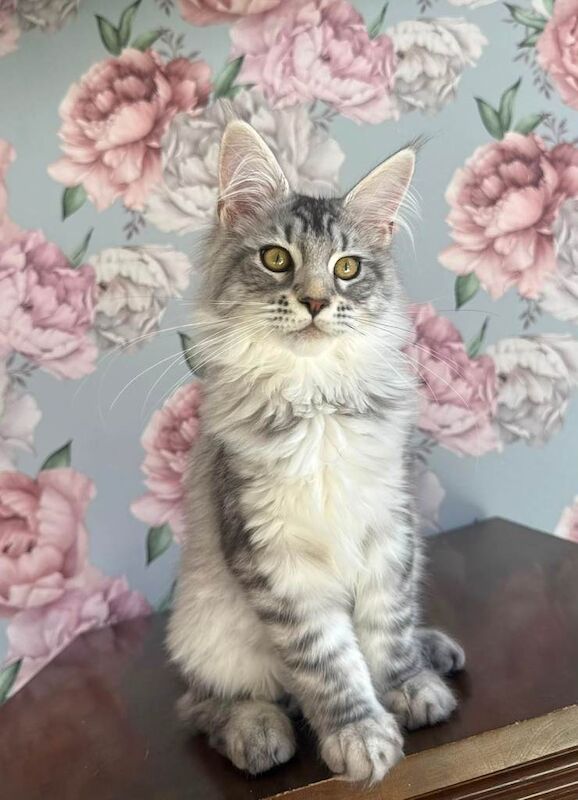 XXL Champion TICA Registered Maine Coon Kittens - Image 5 of 6