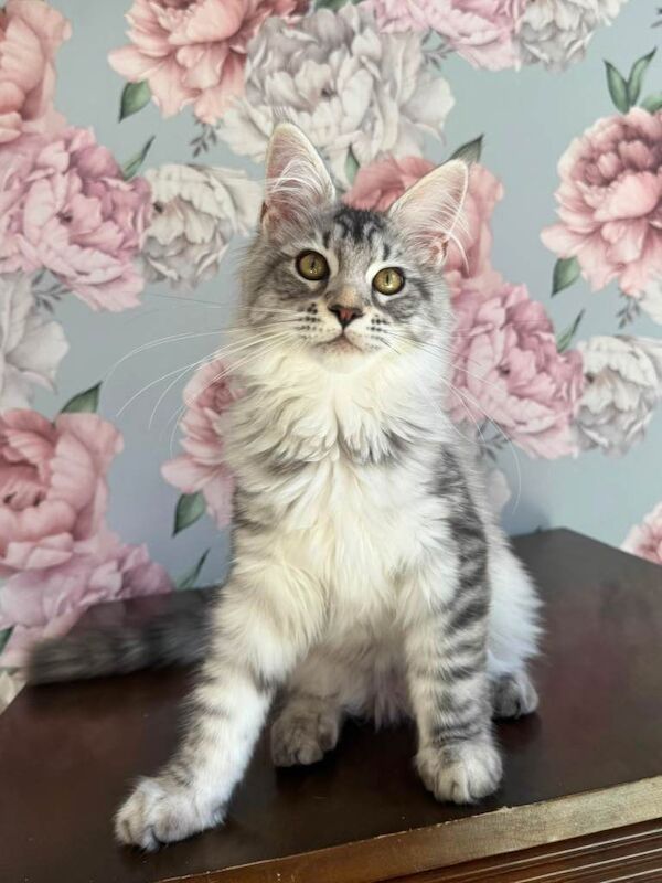 XXL Champion TICA Registered Maine Coon Kittens - Image 6 of 6