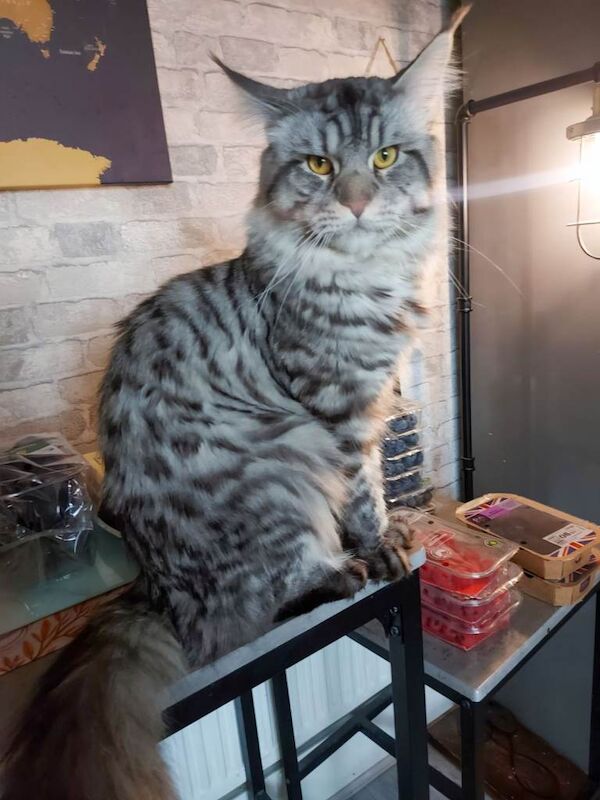 Maine Coon kittens for sale in Doncaster, South Yorkshire – 1 year old - Image 2 of 5