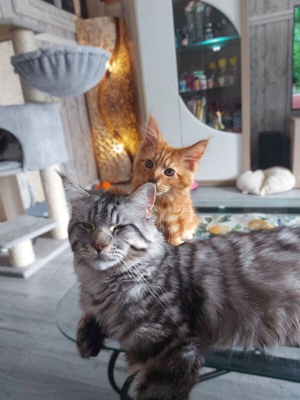 Maine Coon kittens for sale in Doncaster, South Yorkshire – 1 year old - Image 3 of 5