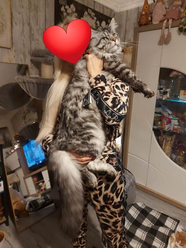 Maine Coon kittens for sale in Doncaster, South Yorkshire – 1 year old - Image 4 of 5