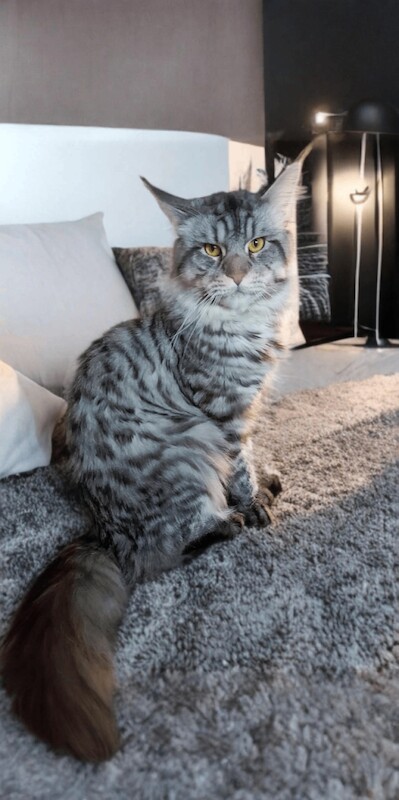 Maine Coon kittens for sale in Doncaster, South Yorkshire – 1 year old - Image 5 of 5