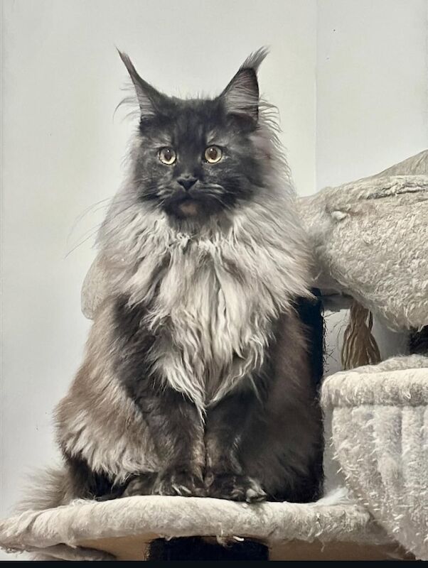 TICA Registered Maine Coon Kittens For Sale