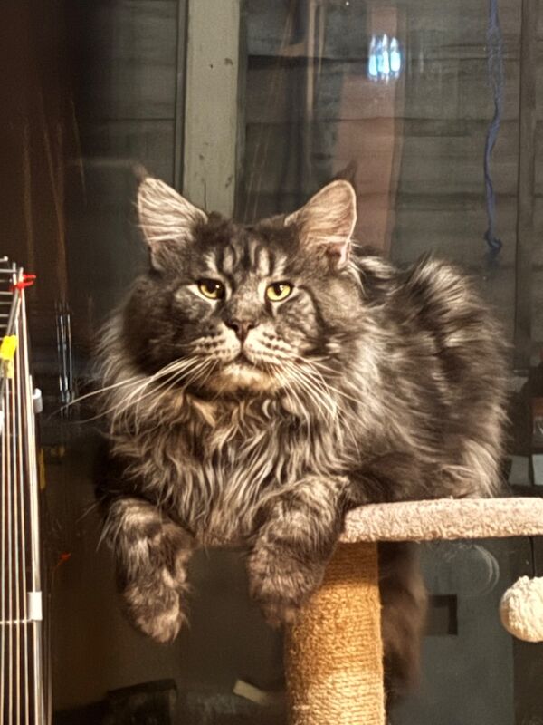 XXL Russian Mainecoon kittens - Image 3 of 13