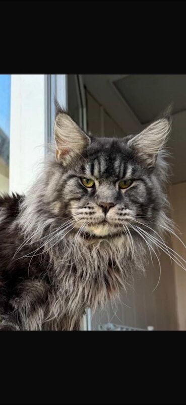 XXL Russian Mainecoon kittens - Image 4 of 13