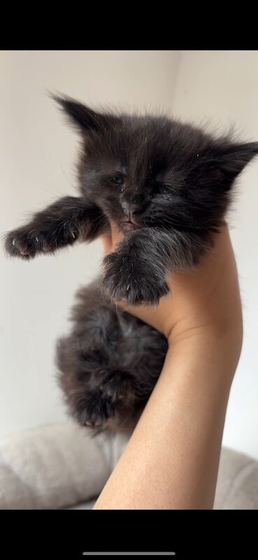 XXL Russian Mainecoon kittens - Image 5 of 13