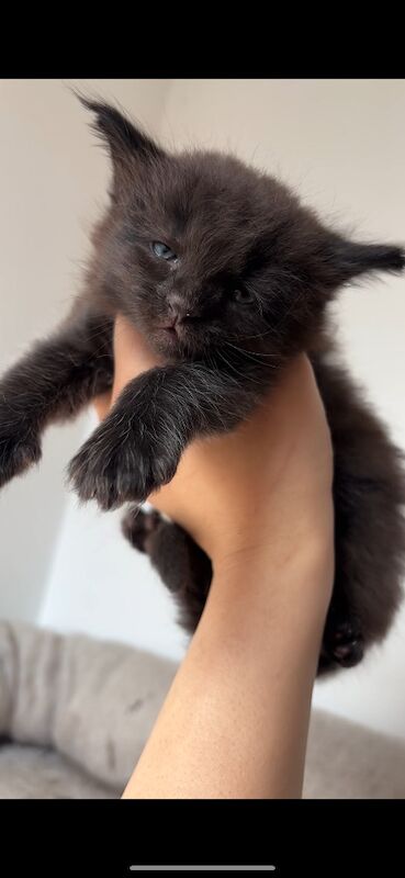 XXL Russian Mainecoon kittens - Image 6 of 13