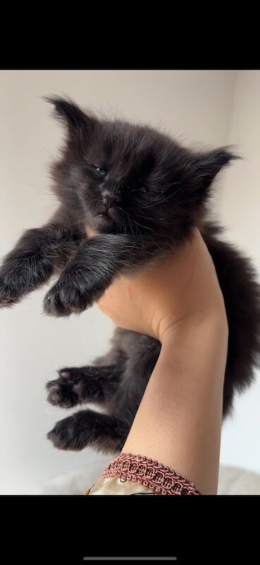 XXL Russian Mainecoon kittens - Image 7 of 13