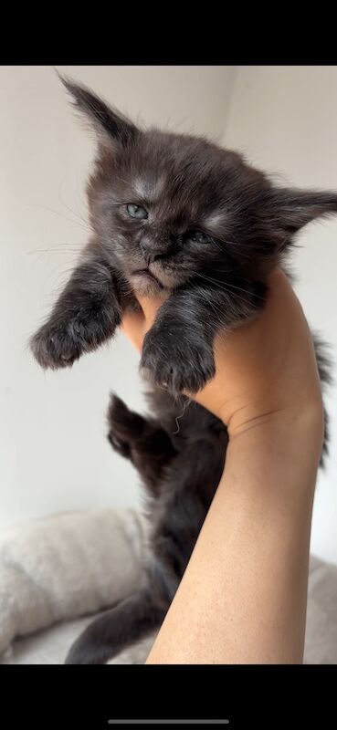 XXL Russian Mainecoon kittens - Image 8 of 13