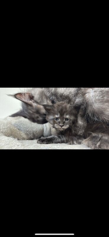 XXL Russian Mainecoon kittens - Image 9 of 13