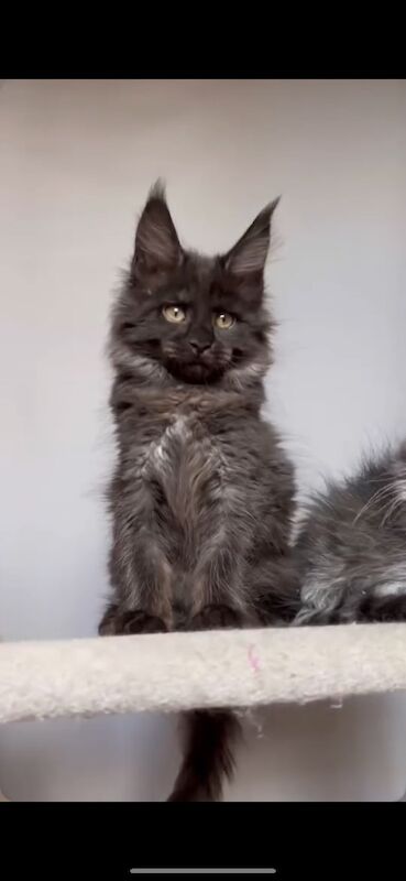 XXL Russian Mainecoon kittens - Image 10 of 13