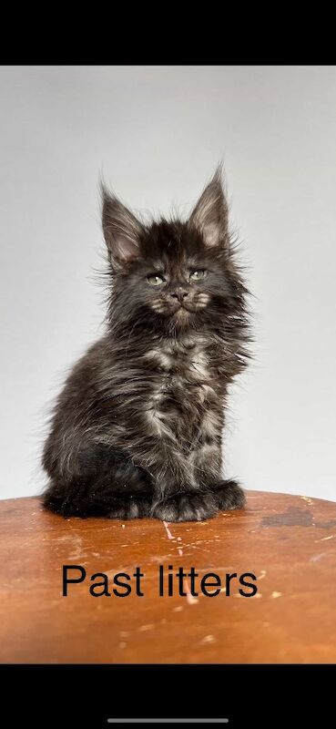 XXL Russian Mainecoon kittens - Image 11 of 13