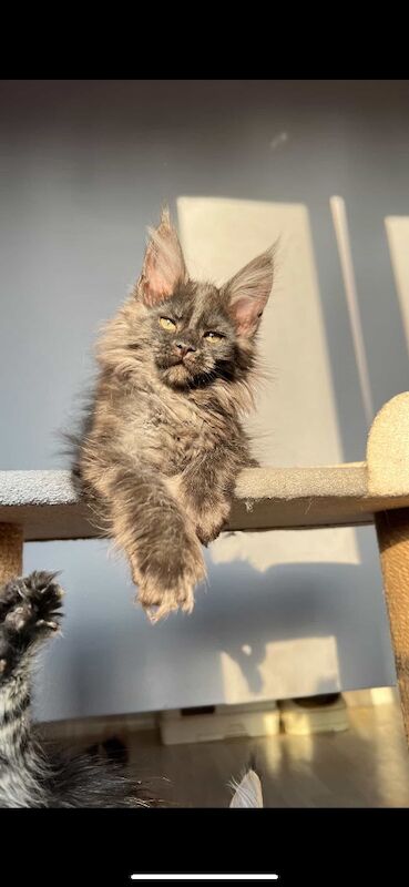 XXL Russian Mainecoon kittens - Image 12 of 13