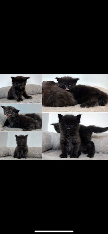 XXL Russian Mainecoon kittens - Image 13 of 13
