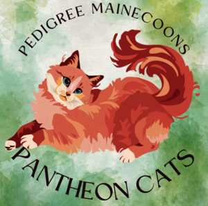 RHIANNON TAHANCI - Maine Coon breeder