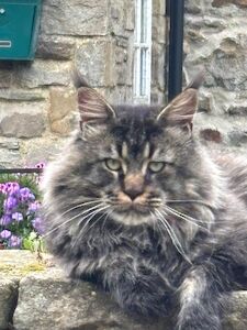 Kirsty Garrod - Maine Coon breeder