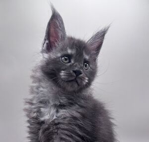 Love cats Uk