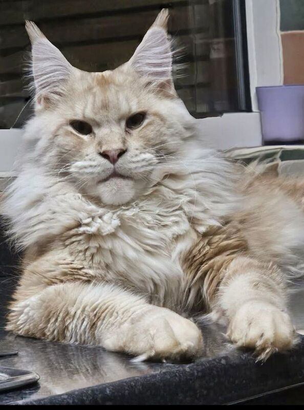 Kazlloyd - Maine Coon Breeder - Image 1