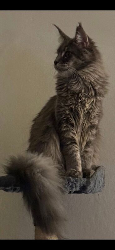 Kazlloyd - Maine Coon Breeder - Image 2